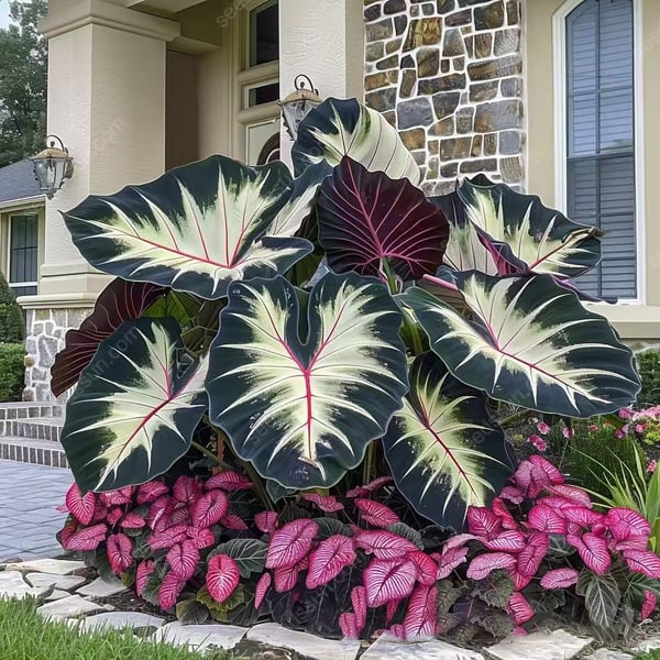 🔥Big Promotion 50% OFF🍃Rare Hosta seeds, ideal for perennial shade garden ornamental foliage, suitable for outdoor landscaping🌿