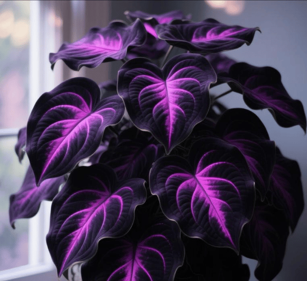 🔥Big Promotion 50% OFF🍃Rare Hosta seeds, ideal for perennial shade garden ornamental foliage, suitable for outdoor landscaping🌿
