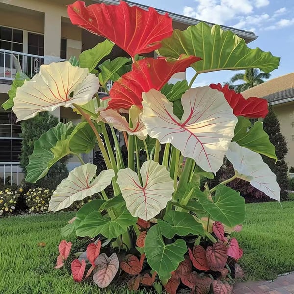 🔥Big Promotion 50% OFF🍃Rare Hosta seeds, ideal for perennial shade garden ornamental foliage, suitable for outdoor landscaping🌿