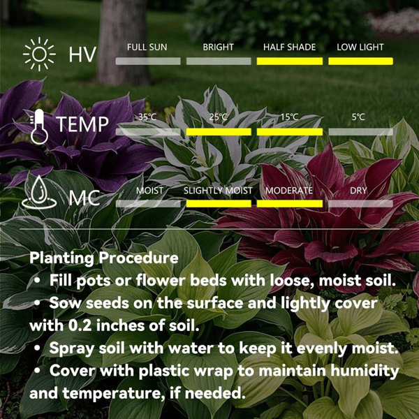 🔥Big Promotion 50% OFF🍃Rare Hosta seeds, ideal for perennial shade garden ornamental foliage, suitable for outdoor landscaping🌿