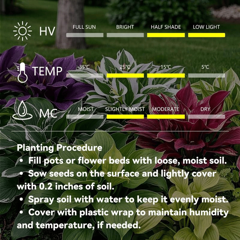 🔥Big Promotion 50% OFF🍃Rare Hosta seeds, ideal for perennial shade garden ornamental foliage, suitable for outdoor landscaping🌿
