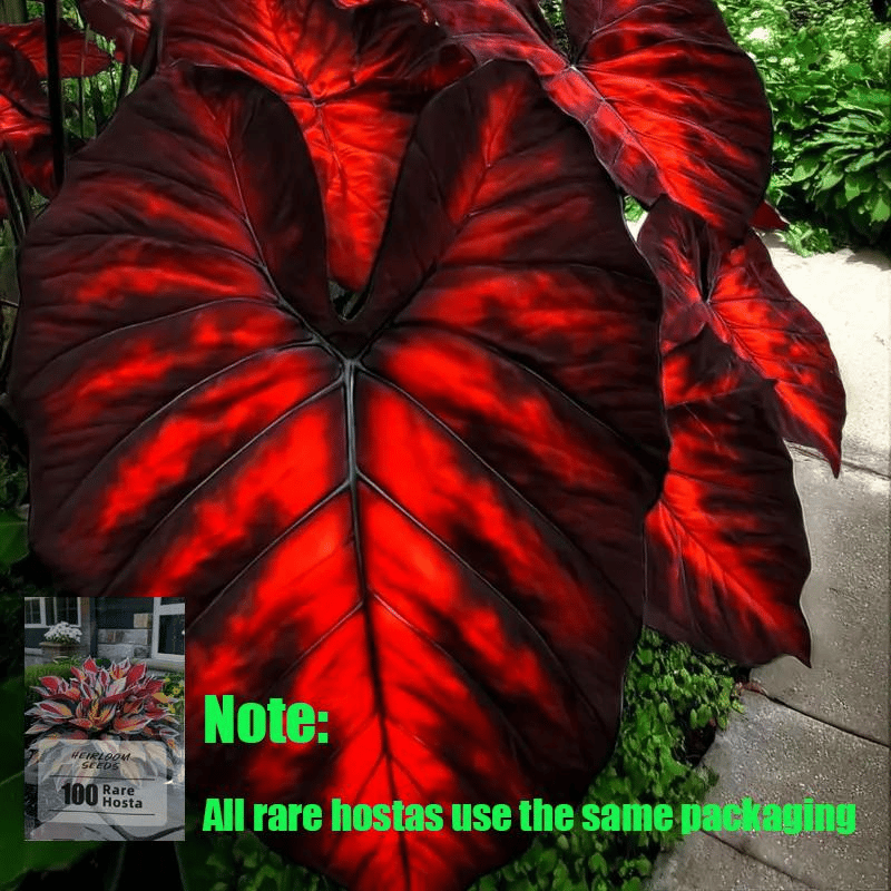 🔥Big Promotion 50% OFF🍃Rare Hosta seeds, ideal for perennial shade garden ornamental foliage, suitable for outdoor landscaping🌿