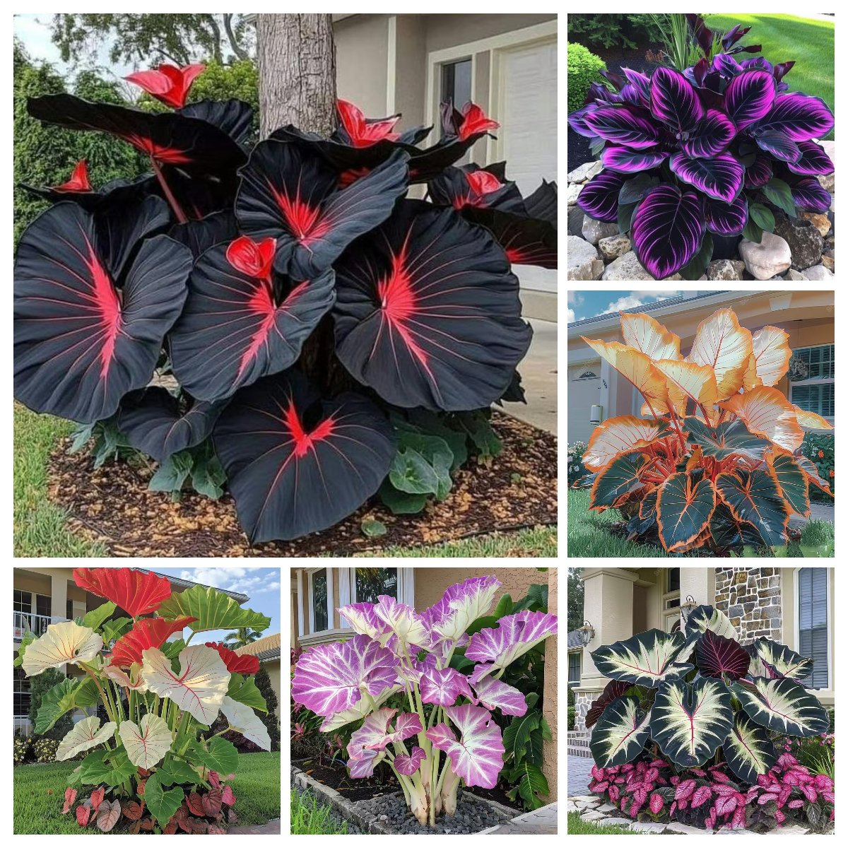 🔥Big Promotion 50% OFF🍃Rare Hosta seeds, ideal for perennial shade garden ornamental foliage, suitable for outdoor landscaping🌿