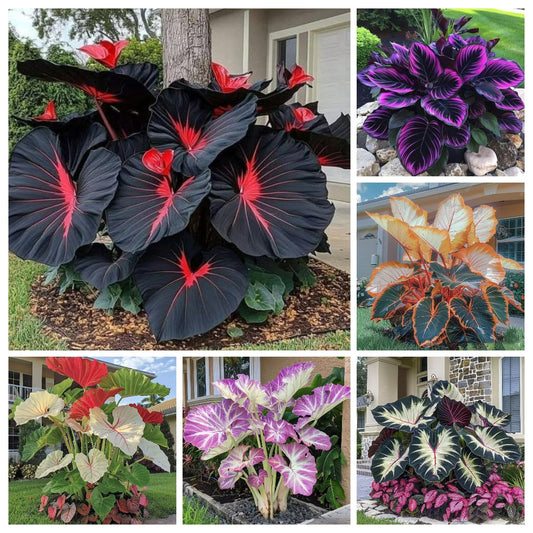🔥Big Promotion 50% OFF🍃Rare Hosta seeds, ideal for perennial shade garden ornamental foliage, suitable for outdoor landscaping🌿