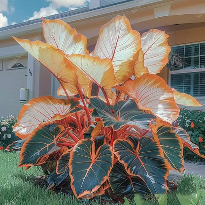 🔥Big Promotion 50% OFF🍃Rare Hosta seeds, ideal for perennial shade garden ornamental foliage, suitable for outdoor landscaping🌿
