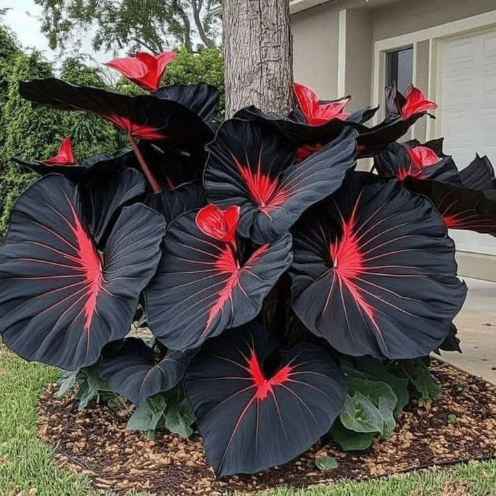 🔥Big Promotion 50% OFF🍃Rare Hosta seeds, ideal for perennial shade garden ornamental foliage, suitable for outdoor landscaping🌿