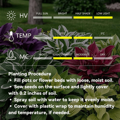 🔥Big Promotion 50% OFF🍃Rare Hosta seeds, ideal for perennial shade garden ornamental foliage, suitable for outdoor landscaping🌿